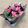 BEGONIA 13 CM BERZEBA CERISE RUNES 1X6